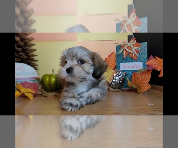 Medium Photo #14 Lhasa Apso Puppy For Sale in PHOENIX, AZ, USA