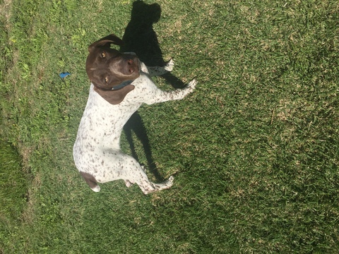 Medium Photo #1 German Shorthaired Pointer Puppy For Sale in LIBERTY HILL, TX, USA