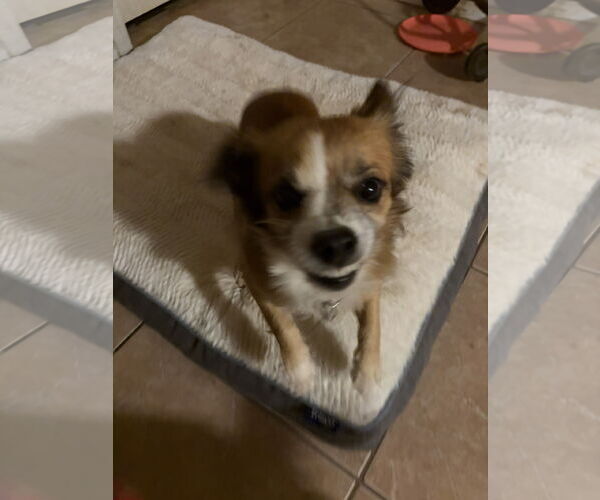 Medium Photo #8 Chihuahua-Unknown Mix Puppy For Sale in Chandler, AZ, USA