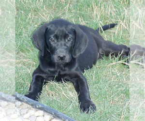 Doberman Pinscher-Labrador Retriever Mix Puppy for sale in MENLO PARK, CA, USA