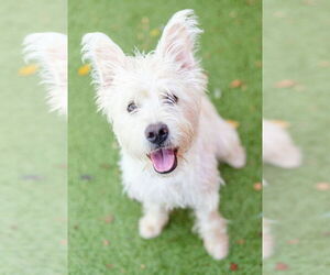 Mutt Dogs for adoption in Canton, CT, USA