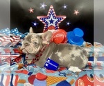 Puppy Woodrow French Bulldog