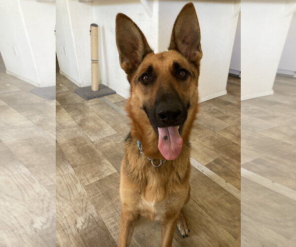 Medium Photo #3 German Shepherd Dog Puppy For Sale in San Diego, CA, USA