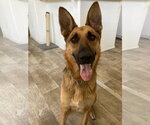 Small #2 German Shepherd Dog