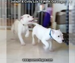 Small Photo #106 Dogo Argentino Puppy For Sale in PINEVILLE, MO, USA