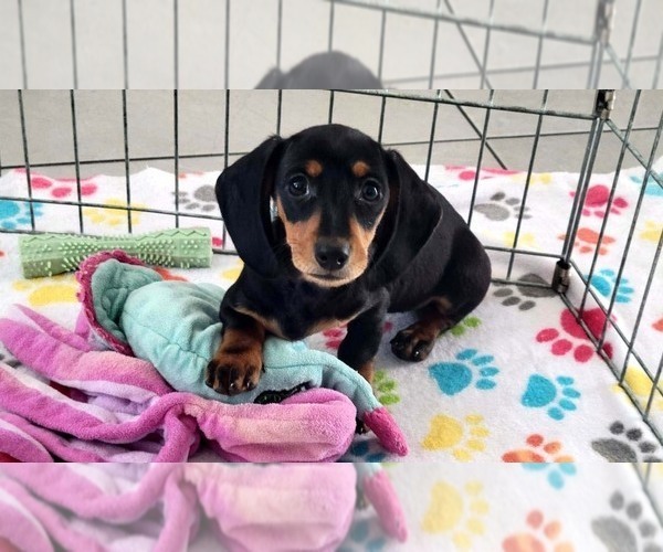 Medium Photo #3 Dachshund Puppy For Sale in ORO VALLEY, AZ, USA