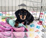 Small #2 Dachshund