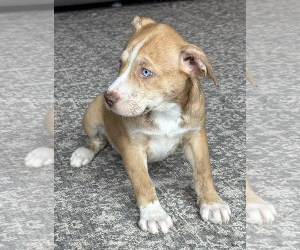 Medium Photo #1 Labsky Puppy For Sale in Mechanicsburg, PA, USA