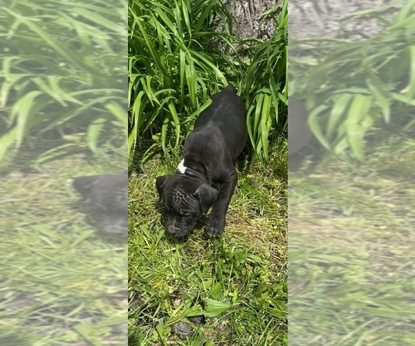 Medium Photo #3 American Staffordshire Terrier-Rhodesian Ridgeback Mix Puppy For Sale in BETHALTO, IL, USA