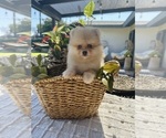 Small #1 Pomeranian