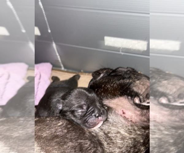 Medium Photo #7 French Bulldog Puppy For Sale in BIG RAPIDS, MI, USA