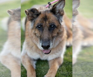 German Shepherd Dog Dogs for adoption in Temecula, CA, USA