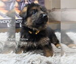 Puppy Puppy 2 German Shepherd Dog