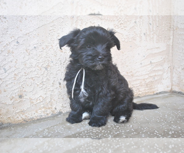 Medium Photo #6 Havanese Puppy For Sale in ZANESVILLE, OH, USA