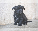 Small Photo #6 Havanese Puppy For Sale in ZANESVILLE, OH, USA