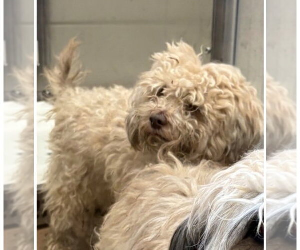 Medium Photo #3 Havanese-Unknown Mix Puppy For Sale in Canton, CT, USA