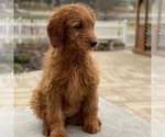 Small Photo #6 Goldendoodle Puppy For Sale in GAP, PA, USA