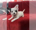Puppy Bingo Papillon