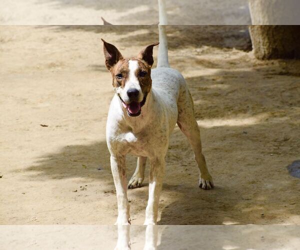 Medium Photo #4 Bull Terrier-Unknown Mix Puppy For Sale in Brooklyn, NY, USA