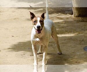Diva - Female Bull Terrier-Unknown Mix Dog for Adoption - Photo #4