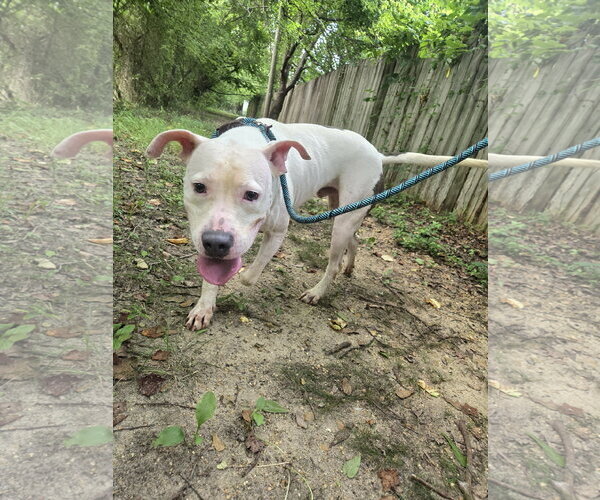 Medium Photo #5 Staffordshire Bull Terrier-Unknown Mix Puppy For Sale in Jackson, MS, USA