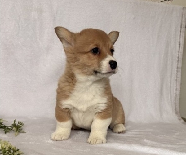Medium Photo #1 Pembroke Welsh Corgi Puppy For Sale in STANLEY, WI, USA
