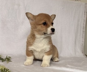 Pembroke Welsh Corgi Puppy for sale in STANLEY, WI, USA