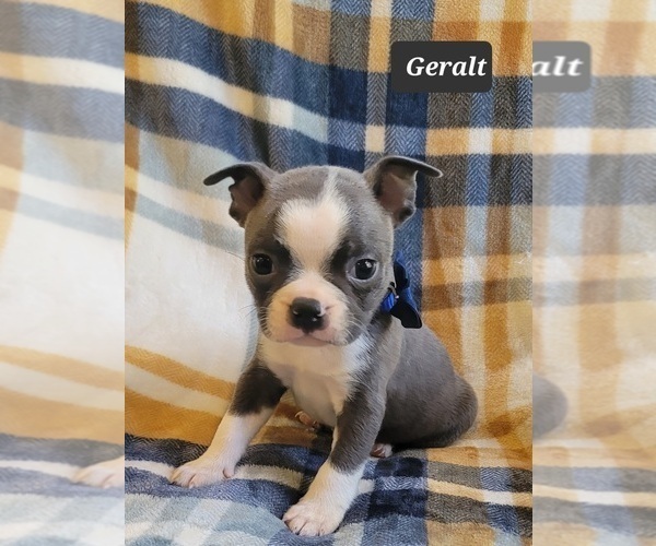 Medium Photo #14 Boston Terrier Puppy For Sale in MINERAL WELLS, WV, USA