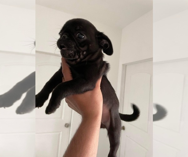 Medium Photo #1 Pug Puppy For Sale in DEL VALLE, TX, USA