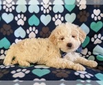 Small Photo #3 Maltipoo-Poodle (Miniature) Mix Puppy For Sale in LINCOLN UNIV, PA, USA