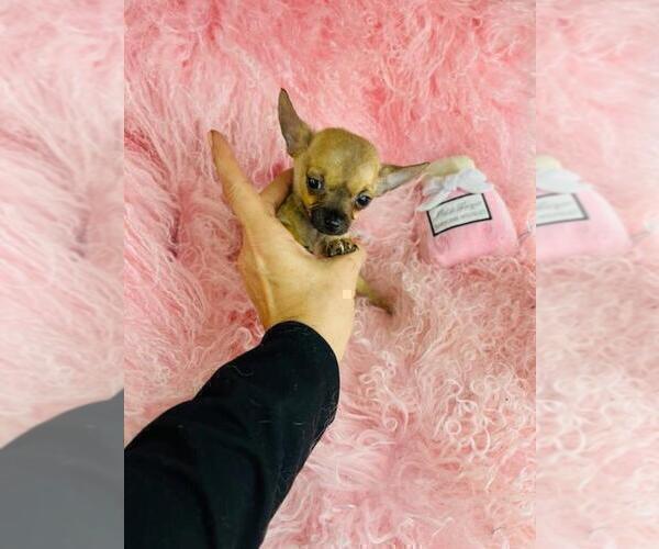 Medium Photo #3 Chihuahua Puppy For Sale in BOSTON, MA, USA
