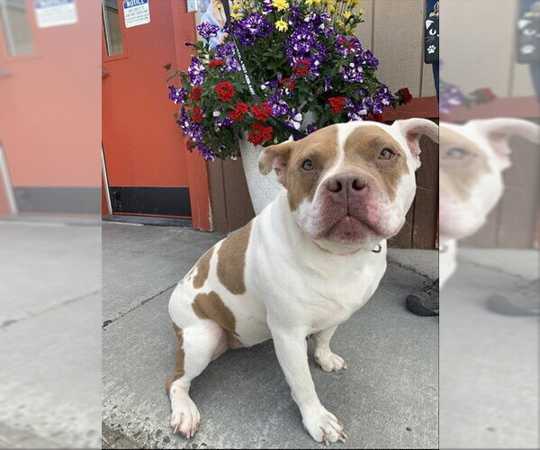 Medium Photo #1 Bulldog-Unknown Mix Puppy For Sale in Fairbanks, AK, USA