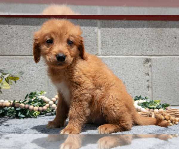 Medium Photo #17 Golden Retriever Puppy For Sale in WOLCOTTVILLE, IN, USA
