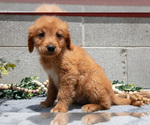 Puppy Dezi Golden Retriever