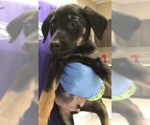 Doberman Pinscher Dogs for adoption in Conroe, TX, USA