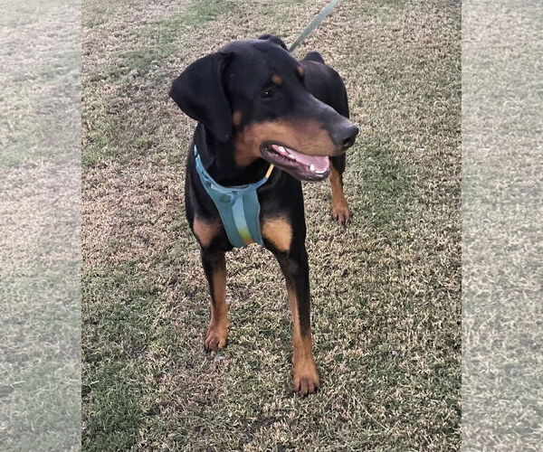 Medium Photo #2 Doberman Pinscher Puppy For Sale in Queen Creek, AZ, USA
