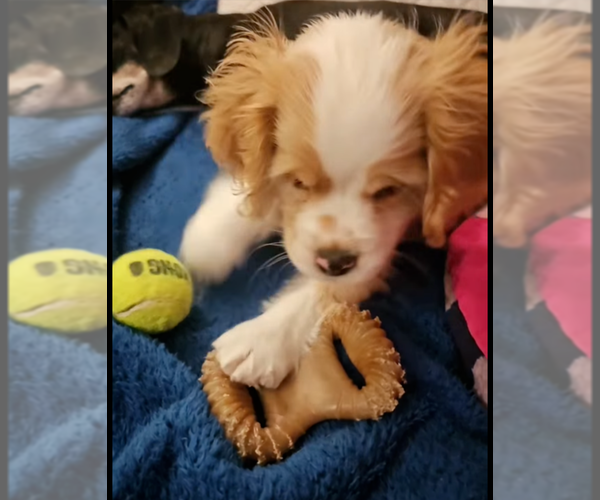 Medium Photo #2 Cocker Spaniel Puppy For Sale in Sioux Falls, SD, USA