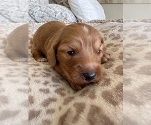 Dachshund Puppy for sale in SAN DIEGO, CA, USA