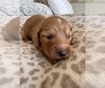 Small Dachshund