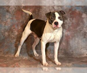 American Pit Bull Terrier-Unknown Mix Dogs for adoption in West Valley, UT, USA