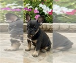 Puppy Puppy 1 French Bulldog