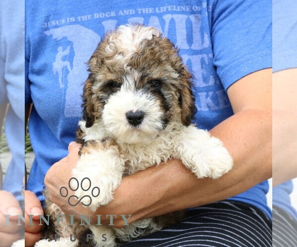 Medium Photo #4 Cavapoo Puppy For Sale in NARVON, PA, USA