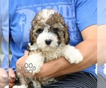 Small #3 Cavapoo