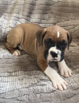 Medium Photo #9 Boxer Puppy For Sale in APPLE CREEK, OH, USA