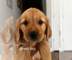 Puppy Green collar Golden Retriever