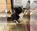 Small #4 Border Collie Mix