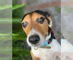 Small #5 Beagle