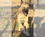Small #1 Mutt