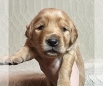 Puppy Violet Beagle