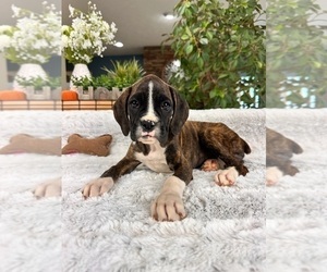 Boxer Puppy for sale in GREENFIELD, IN, USA